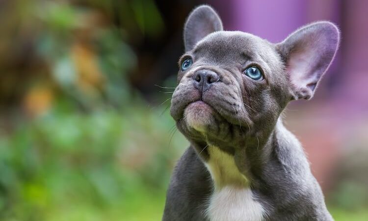 Brindle French Bulldog Breed Information, Pictures, Characteristics and Facts