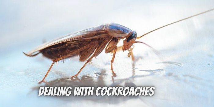 Dealing with Cockroaches in Lansing, Michigan: Prevention and Treatment