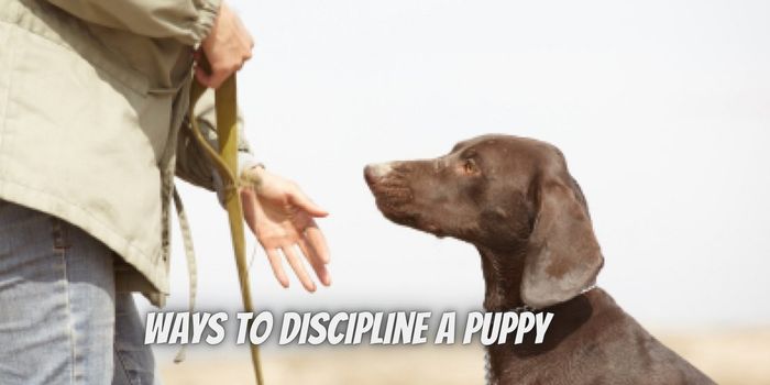 What are Effective Ways to Discipline a Puppy?