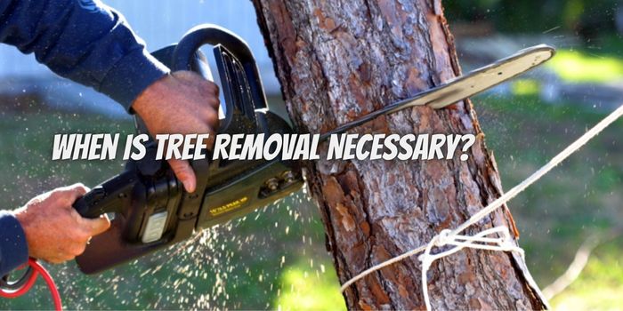 When Is Tree Removal Necessary?