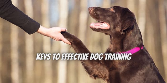 What Are the Three Keys to Effective Dog Training?