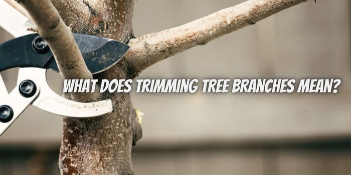 What Does Trimming Tree Branches Mean? 